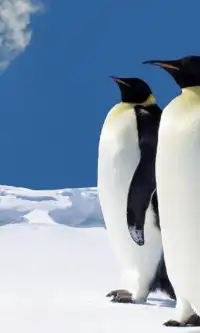 Penguins Jigsaw Puzzles Screen Shot 2