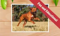 All Dog Games: Kids Screen Shot 3