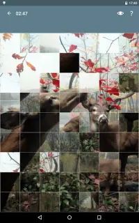 Puzzle: Animaux Screen Shot 8