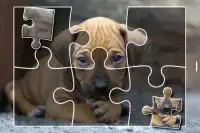 Puppies Jigsaw Puzzles Free Pet Games for Kids Screen Shot 13