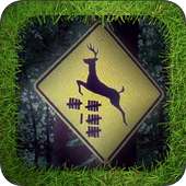 Deer Crossing