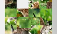 Photo Collage - Kittens Cat Screen Shot 3