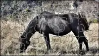 Black Horse Jigsaw Puzzles Game Screen Shot 1