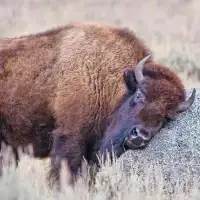 Bison Jigsaw Puzzle Screen Shot 0