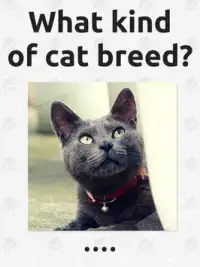 Cat Breeds Screen Shot 5