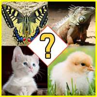 Animal Name Match Game - Fun Quiz