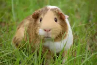 Hamster Puzzle - Einfach schön Screen Shot 16