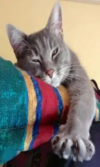 Cat Puzzles:แมว จิ๊กซอว์ Screen Shot 3