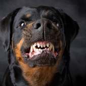 Rottweilers Jigsaw Puzzles
