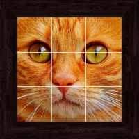Cats Puzzles - 100 Pictures