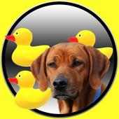 fun and dogs for babies