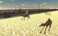 การแข่งรถ Camel Race Dubai Camel Simulator Screen Shot 5