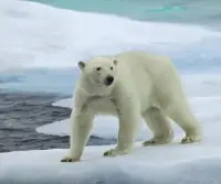 الدب القطبي Screen Shot 3