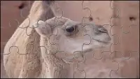Camel Jigsaw Puzzles Game Screen Shot 6