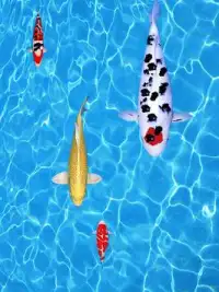 Koi Fishing Game Screen Shot 5