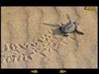 erste Spiel mit Schildkröten Screen Shot 11