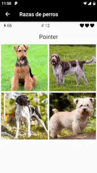 Razas de perros - Encuentra perros en las fotos Screen Shot 3