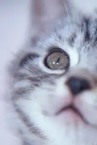 Baby Cat Puzzle Screen Shot 3