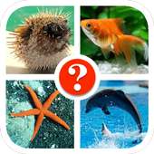 Fish Quiz