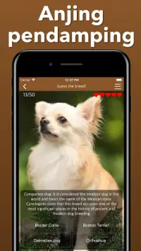 Anjing anjing Meneka Kuis Anjing - Quiz Screen Shot 7