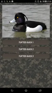 Duck hunting calls Screen Shot 4