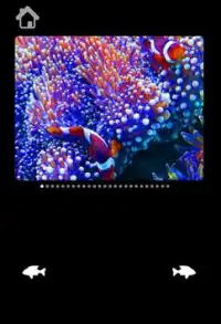 Amazing Sea Pictures For Kids Screen Shot 3