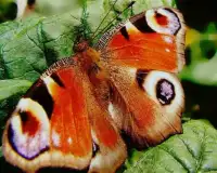 Butterfly Jigsaw Puzzles Screen Shot 4