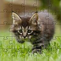 Kittens Jigsaw Puzzles 🧩🐱🧩🐈🧩