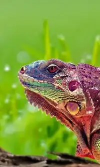 Lizard Wild Animals Puzzle Jigsaw Screen Shot 0