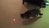 Laser Pour Chat Simulateur Screen Shot 0