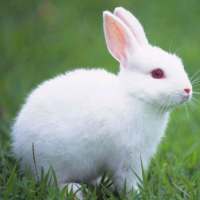 Sprechendes Kaninchen