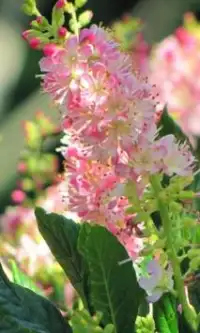 Clethra Flowers Jigsaw Puzzle Screen Shot 1