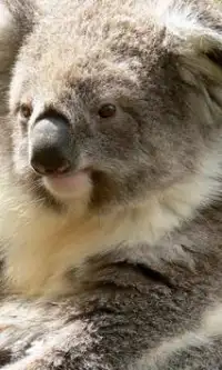 Koala Jigsaw Puzzles Screen Shot 1