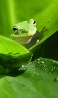 Frog Puzzles Screen Shot 2