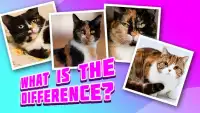 4 pictures 1 odd:cat & kitten, find the difference Screen Shot 4
