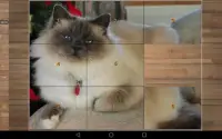 Cat Puzzle Games Free Screen Shot 8