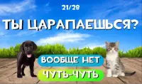 Тест какой ты котик или пёсик. Твой питомец Screen Shot 5