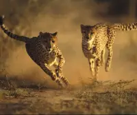Cheetah Game Screen Shot 3