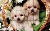 Puzzle - Puppies Screen Shot 4