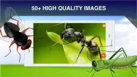 Insecte Cartes Flash Screen Shot 1