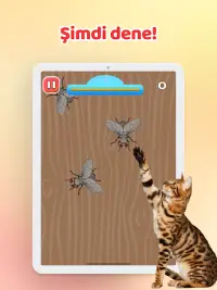 Kediler için Oyunlar - Fare Screen Shot 12