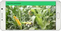 Maize Pests and Diseases Screen Shot 0