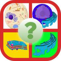 Anatomy Online Quiz: Cell and 