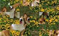 Puzzle Cute Dog – Sliding Puzzle Screen Shot 15