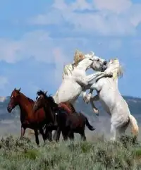 Horse Puzzle Screen Shot 4