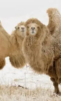 Camel rompecabezas Screen Shot 2
