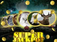 Wild Cat Slot: Real Jackpot &  Screen Shot 6