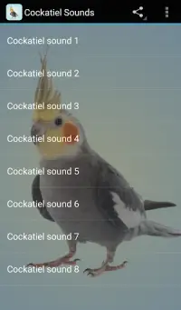 Cockatiel Sounds Screen Shot 0