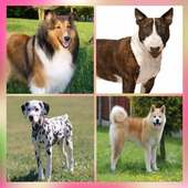 Dogs - Quiz about all breeds