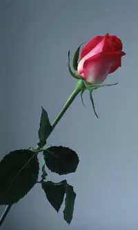 HD Rose Flowers Live Wallpaper Screen Shot 12